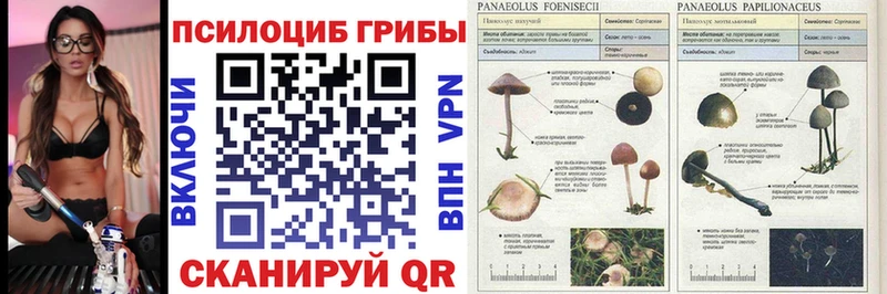 darknet клад  Прохладный  Галлюциногенные грибы GOLDEN TEACHER 